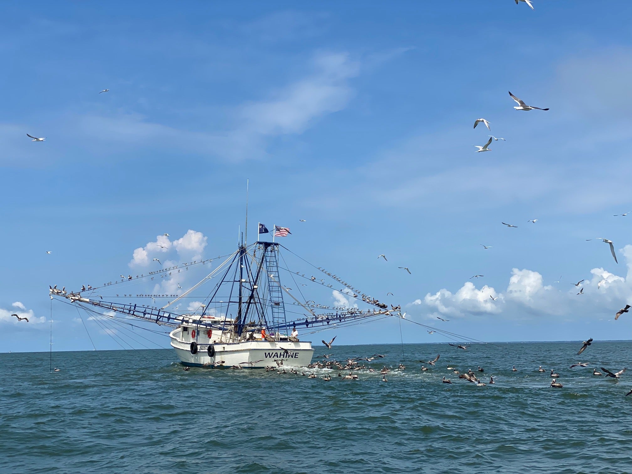 commercial fishing boats draw in sharks