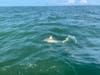 blacktip shark at the end of a fight