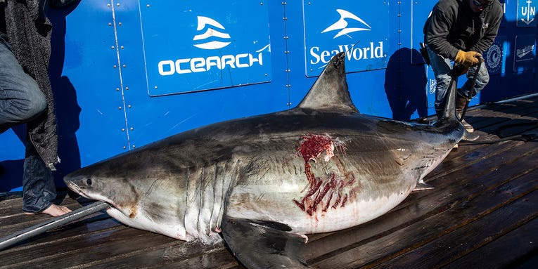 Battle-Scarred 12-Foot Great White Shark Named “Maple” Located off Jersey Shore