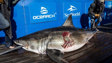 Battle-Scarred 12-Foot Great White Shark Named “Maple” Located off Jersey Shore