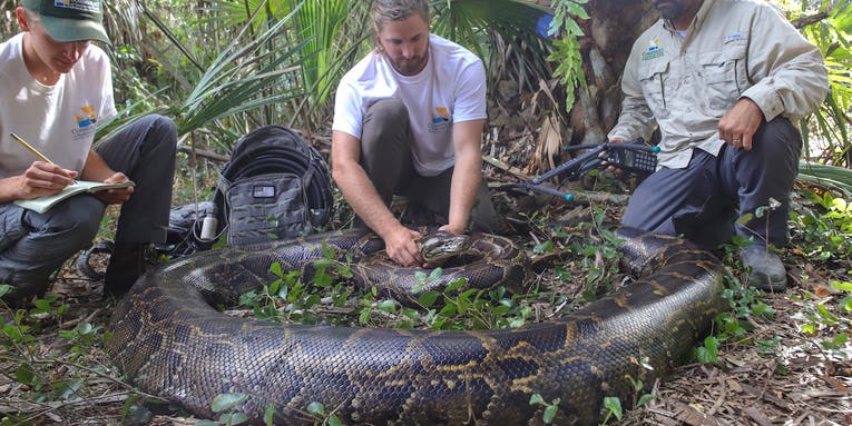 Florida’s Biggest Python Ever Caught With Deer Hooves in Stomach