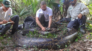 Florida’s Biggest Python Ever Caught With Deer Hooves in Stomach