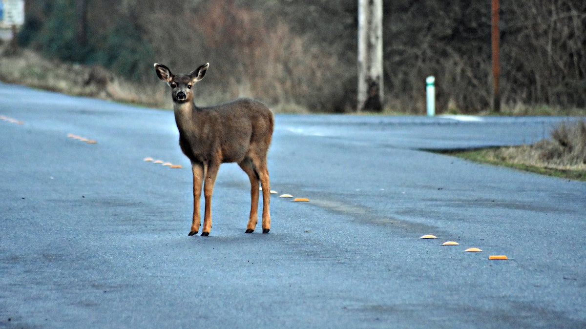 Deer standing on a street.