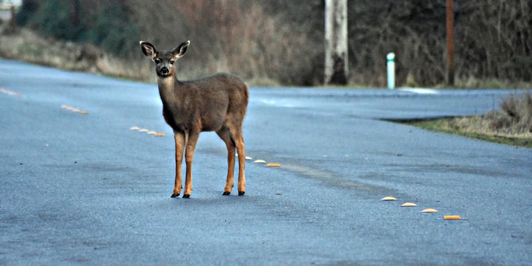 Deer Attacks and Stomps Dog on Canadian City Sidewalk