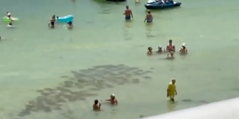 Video: A “Fever” of More Than 100 Stingrays Swarms Crowded Florida Beach