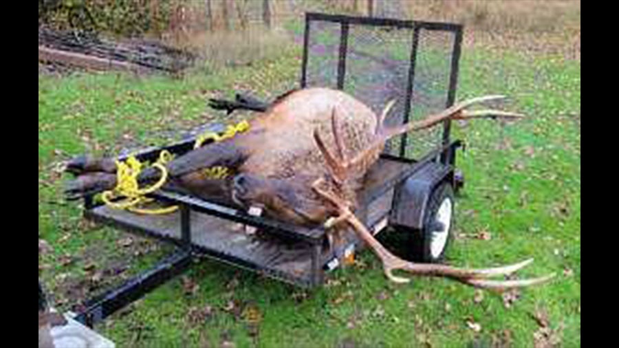 bull elk on trailer