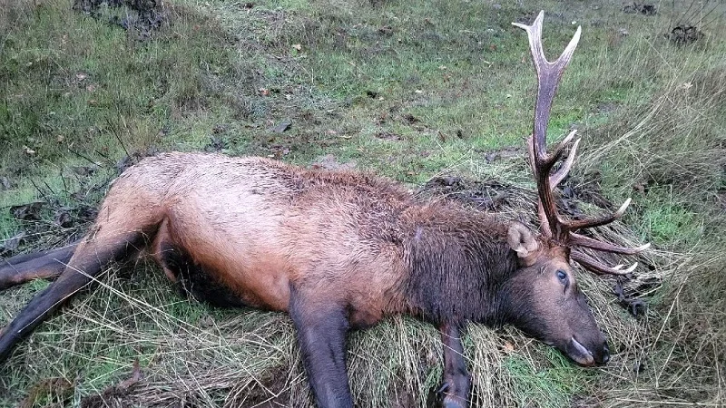 dead bull elk