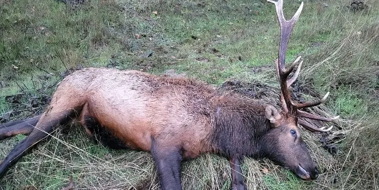 Oregon Poachers Busted After Posting “Suspicious” Photo of Trophy Bull Elk on Social Media