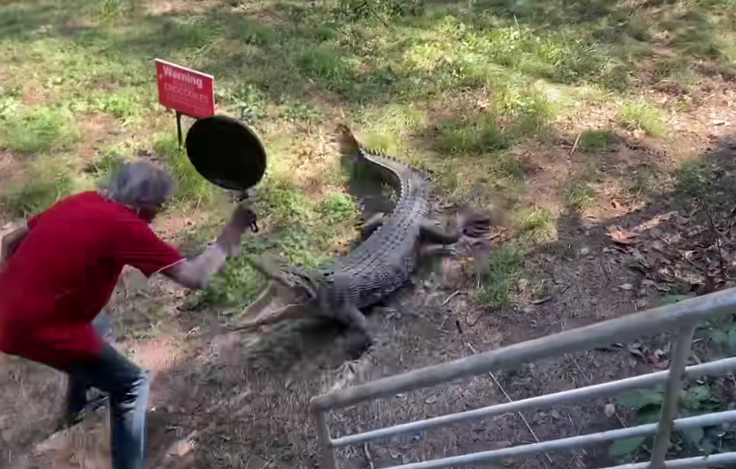 man in red shirt raises pan as crocodile charges