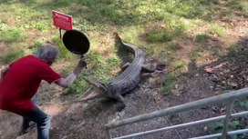 Watch: Pub Owner Smacks Aggressive Crocodile on the Snout with a Frying Pan