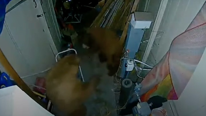 Video: Doorbell Camera Captures Bear Brawl in California Garage