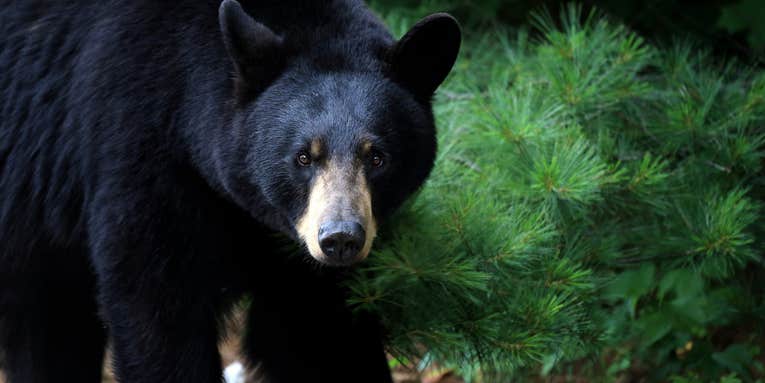 Black Bear Walks Into California Home and Attacks Woman