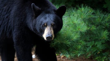 Black Bear Walks Into California Home and Attacks Woman