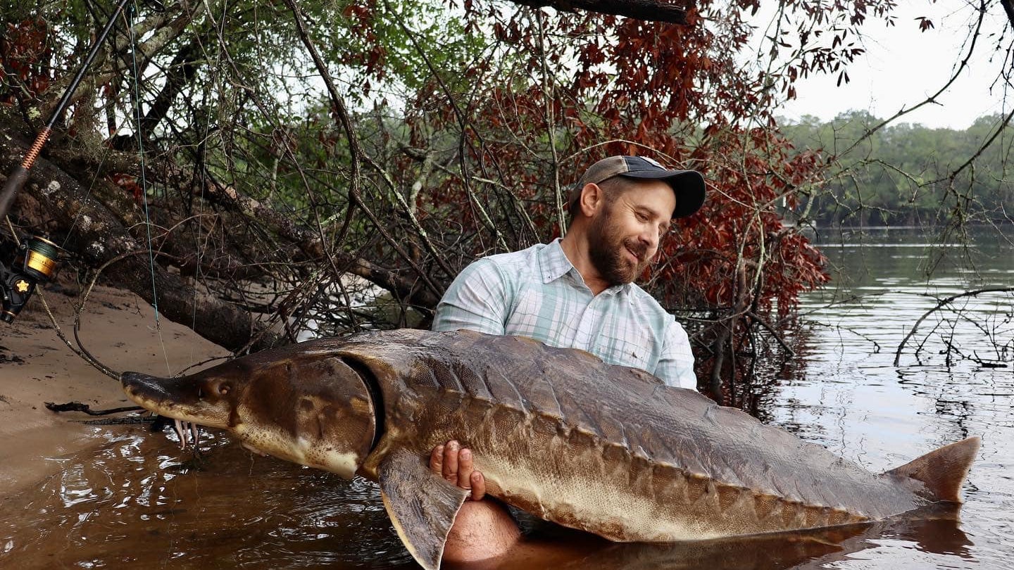 Florida Angler Catches Two Ultra-Rare Gulf Sturgeon on the Suwannee River