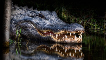 11-Foot Alligator Kills South Carolina Man Near Myrtle Beach Golf Club