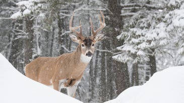 Why Old-School Tracking is Still the Most Exciting Way to Hunt Deer