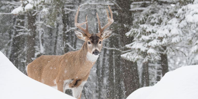 Why Old-School Tracking is Still the Most Exciting Way to Hunt Deer