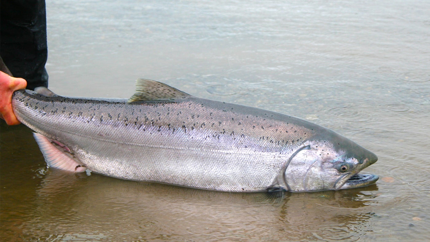 Alarmingly Low King Salmon Runs Cause Fishing Closures on Alaska’s Kenai Peninsula