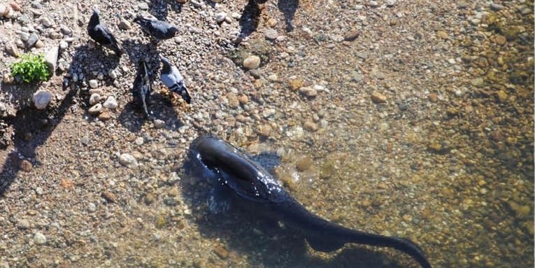 The Rewind: Giant Wels Catfish Beach Themselves While Hunting Pigeons