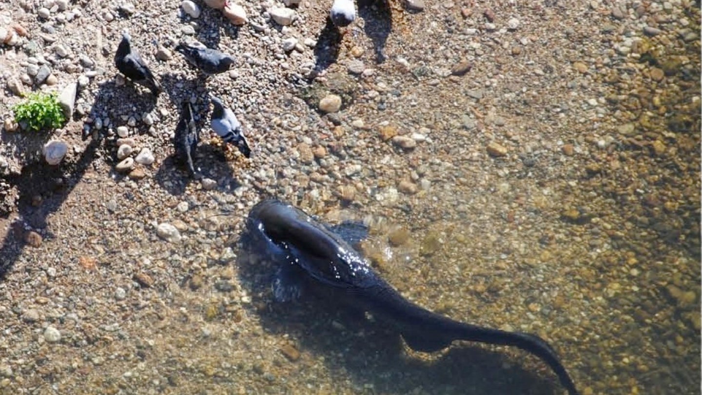 wels catfish near group of pigeons in shallow water