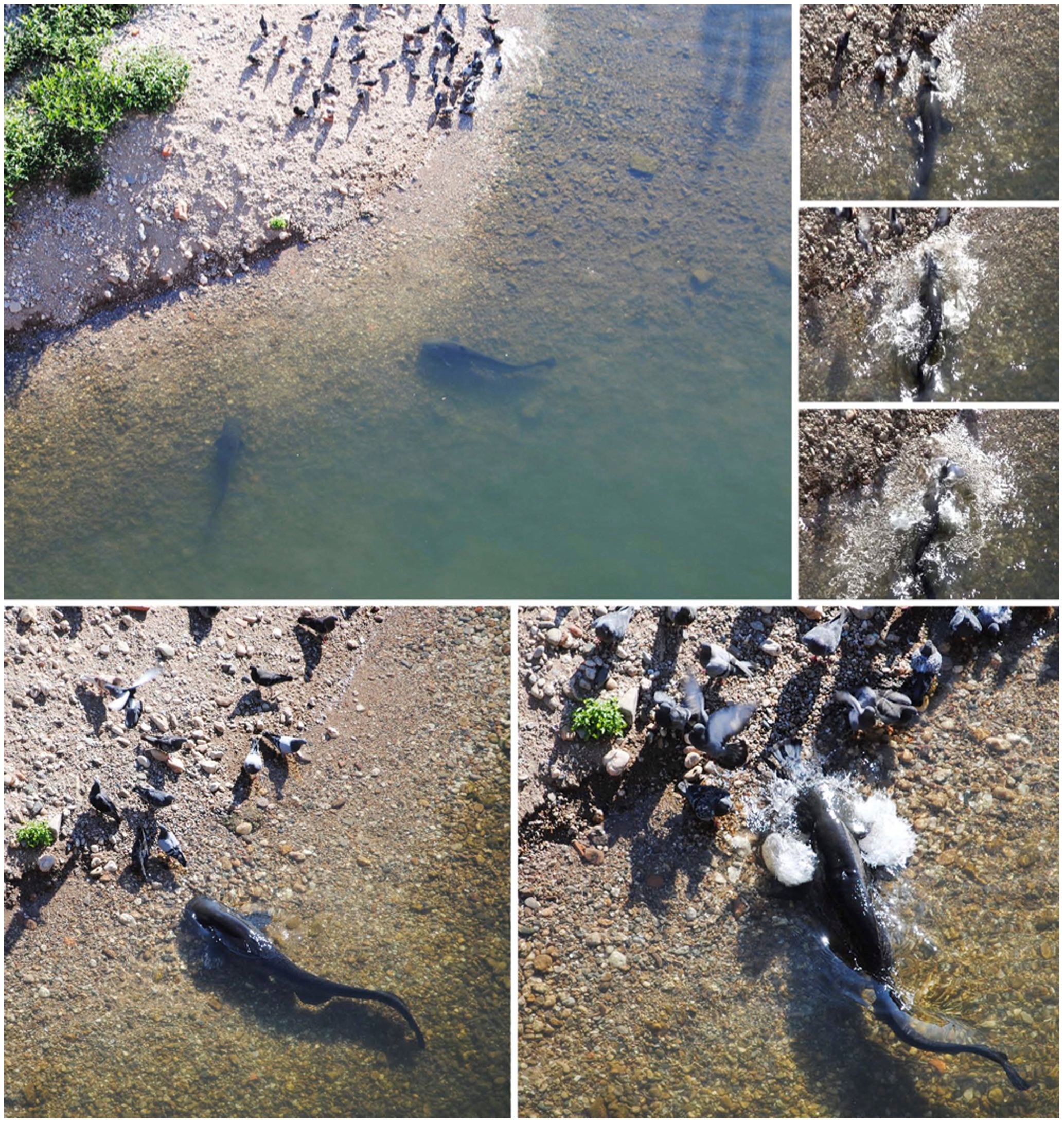 European catfish exhibit beach behavior to catch land birds.  A few individuals were observed swimming near the gravel beach in shallow water where the pigeons regroup to drink and clean (large photo).  An individual is seen approaching ground birds and beaching itself to successfully catch one (small pictures).