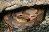 photo of copperhead snake