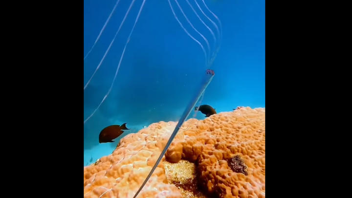 Watch: Oarfish Spotted Alive in the Great Barrier Reef for First Time Ever