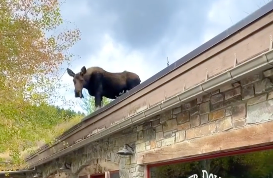 cow moose on top of building