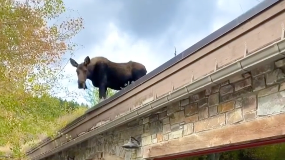 Watch: Moose Walks on the Roof of Montana Saloon