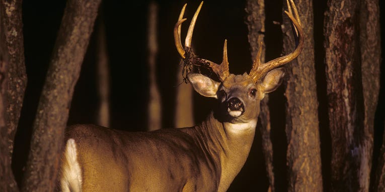 Straight Talk From the Deer Guides: A Pennsylvania Pro Talks Big-Woods Bucks, Bad Gear, and Blown Chances