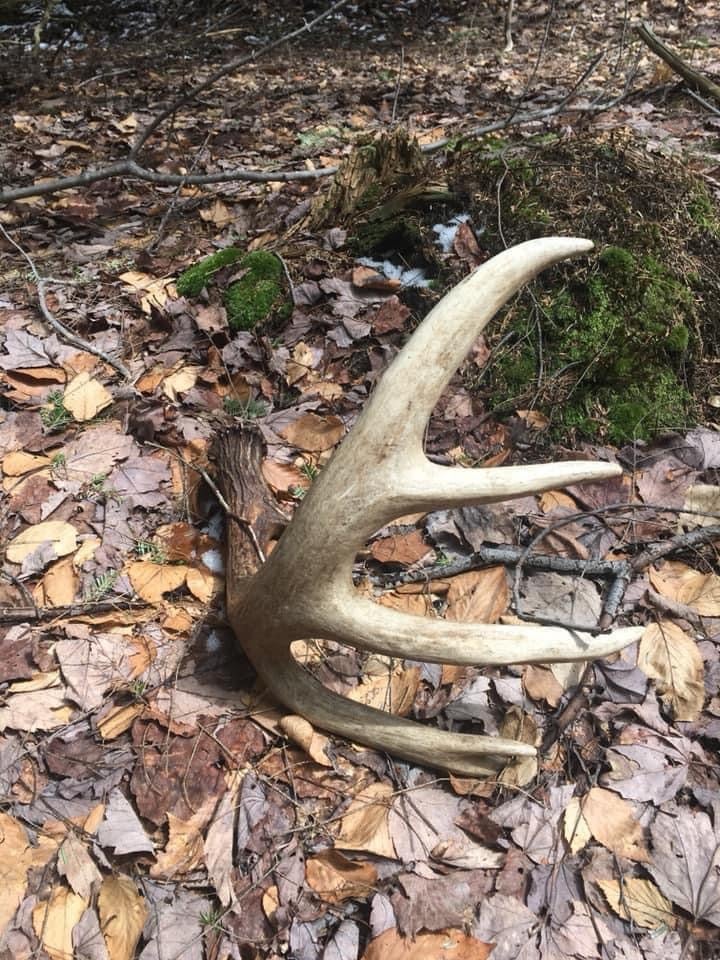 photo of whitetail buck shed
