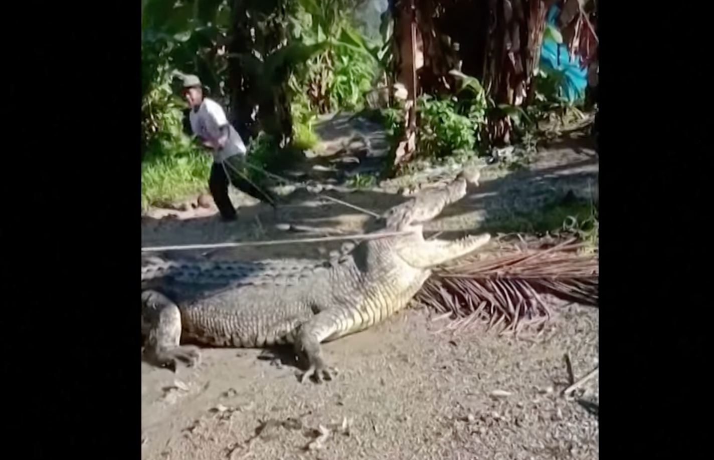 man pulls rope through the mouth of large crocodile