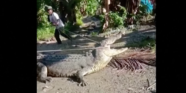Watch: Indonesian Man Wrangles 14-Foot Crocodile with a Rope