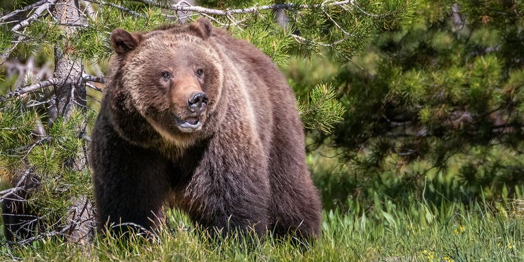 Personal Locator Beacon Leads Rescuers to Hiker Mauled by Grizzly Bear in Wyoming