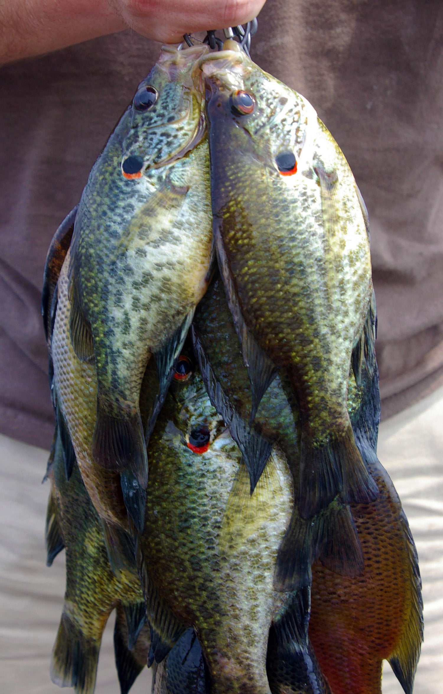 Group of panfish on a stringer