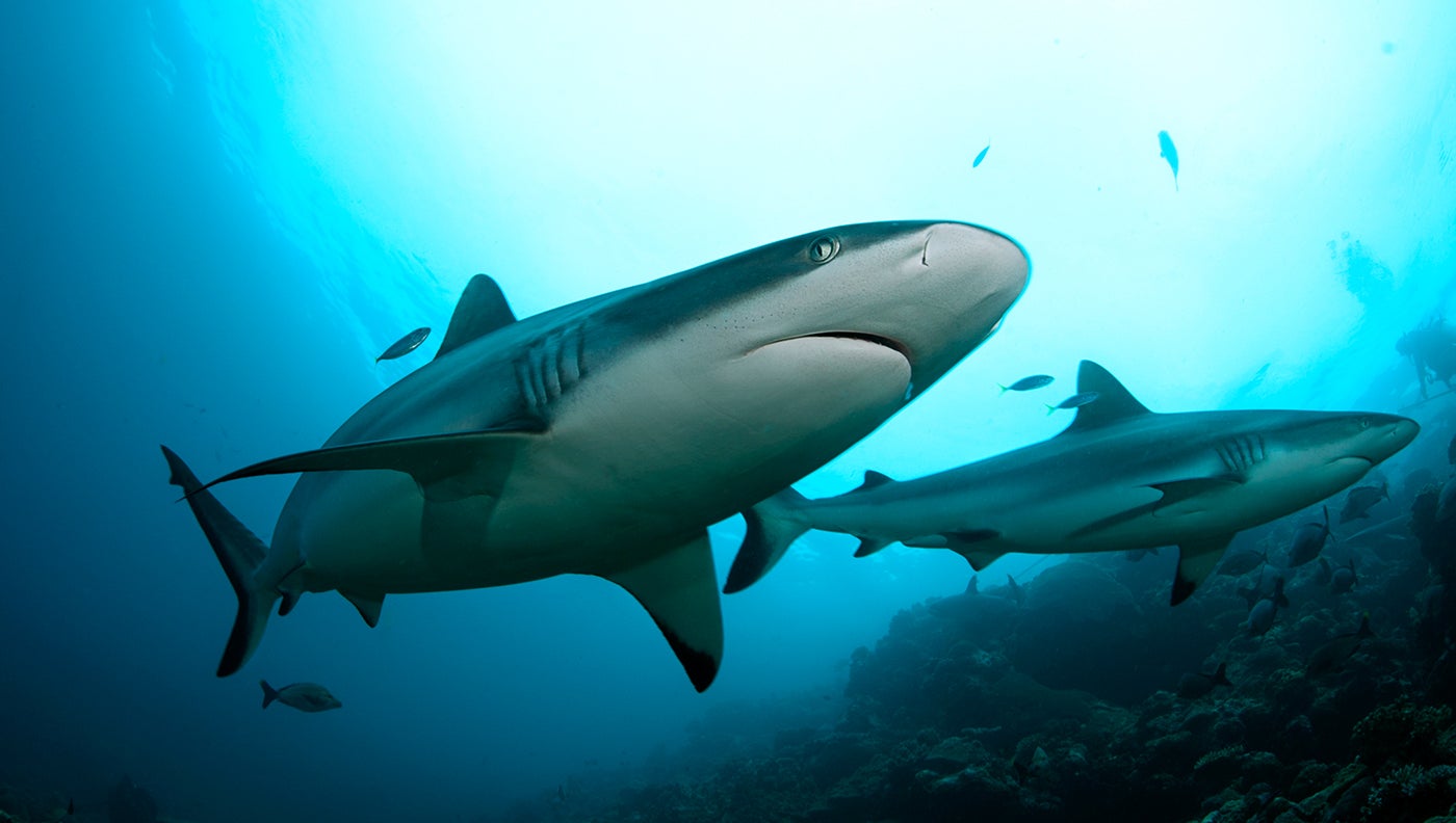 photo of gray reef shark
