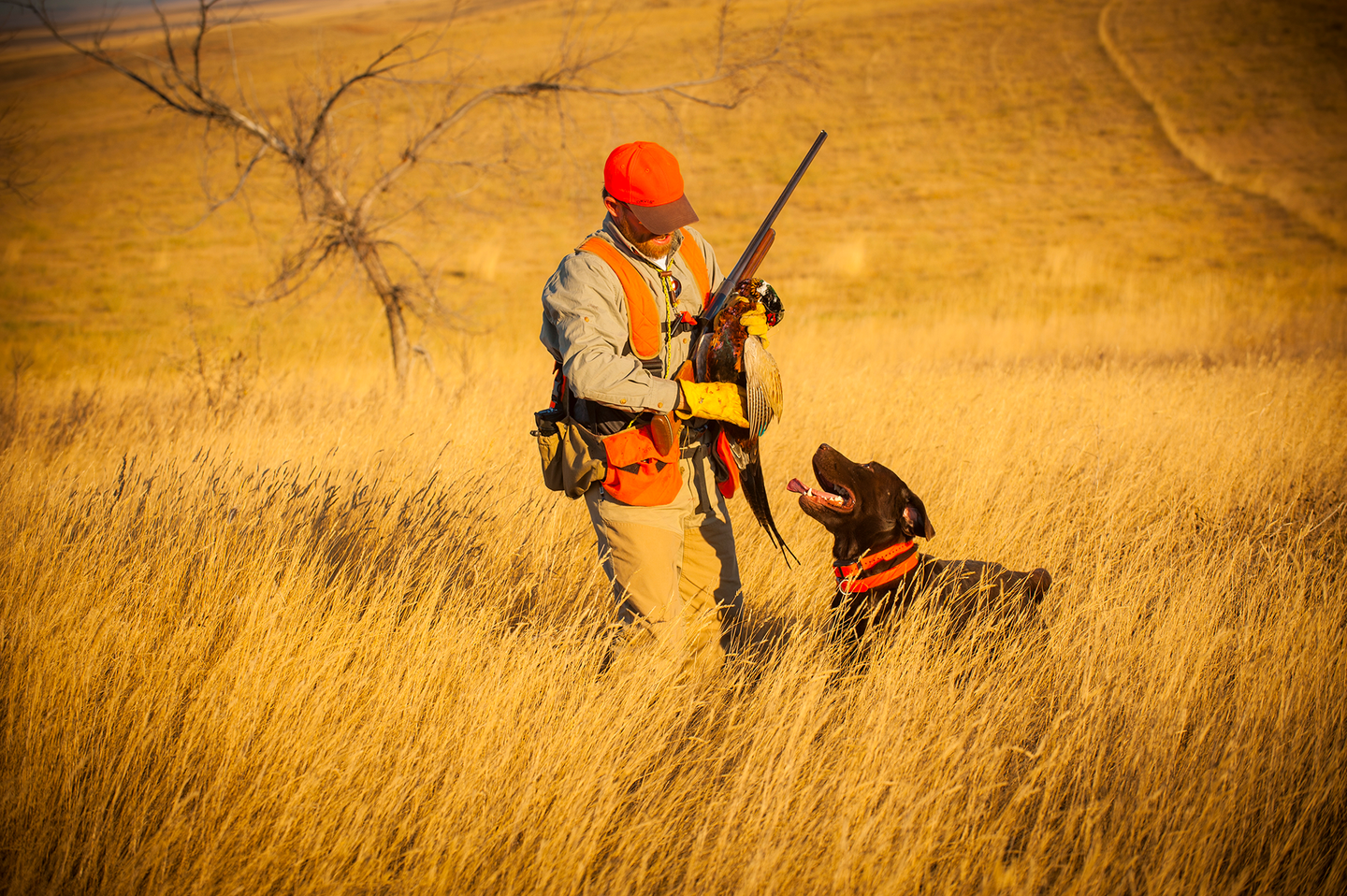 Hunter in golden light holds pheasant and shotgun