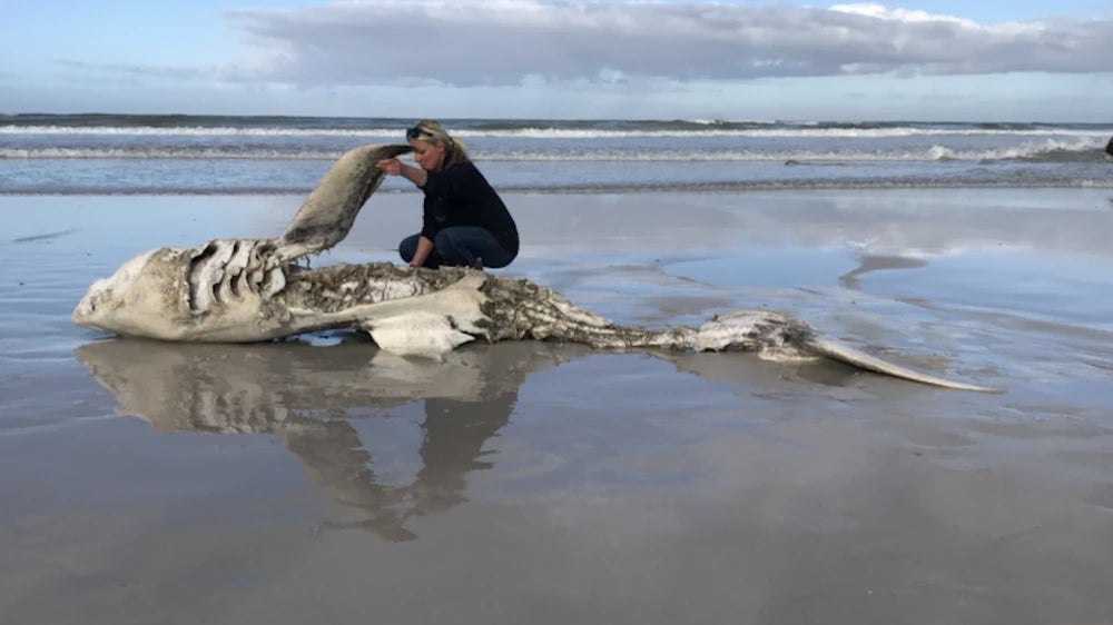 man examines dead great white shark carcass