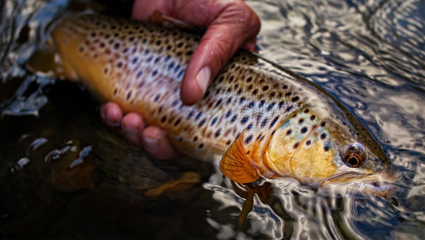 photo of brown trout