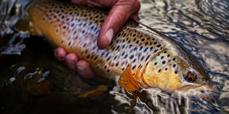 A Minnesota Expert Shares His Secrets to Jigging for Stream Trout