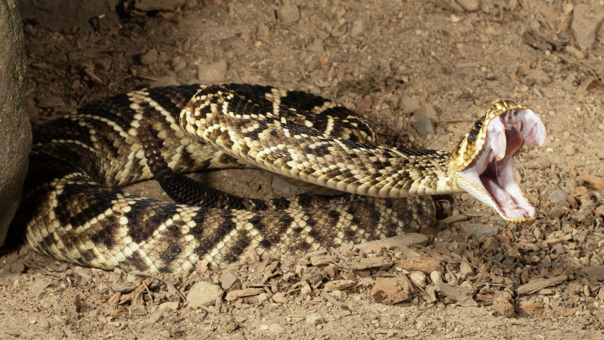 Eastern Diamondback Rattlesnake, Crotalus adamanteus, in controlled situation, Central PA, USA