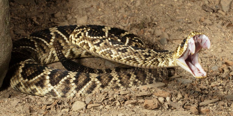 New Antivenin Pill Could Change the Way Snakebites are Treated