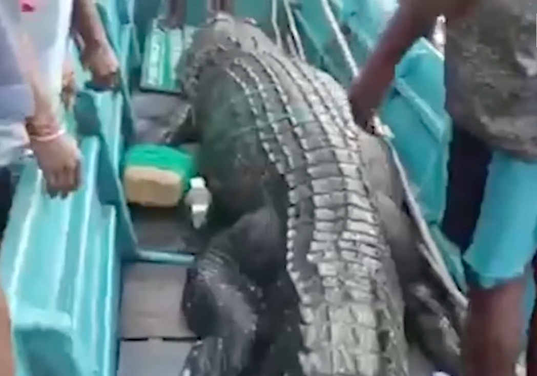 large crocodile on boat