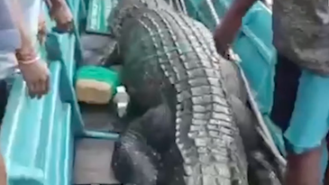 Villagers Cut Man’s Corpse Out of 13-Foot Crocodile’s Stomach