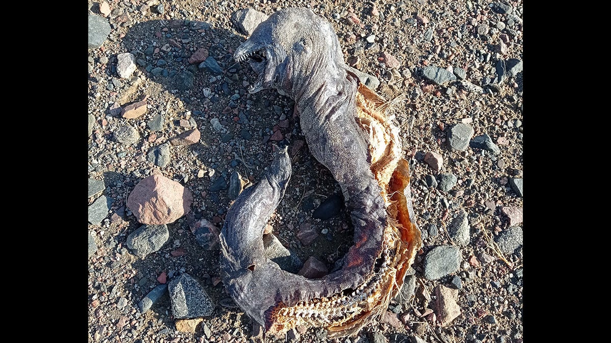 dried up creature with no eyes and toothy mouth on beach