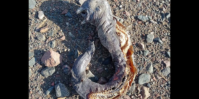 Expert Identifies Orc-Like Mystery Creature That Washed Up On Egyptian Beach