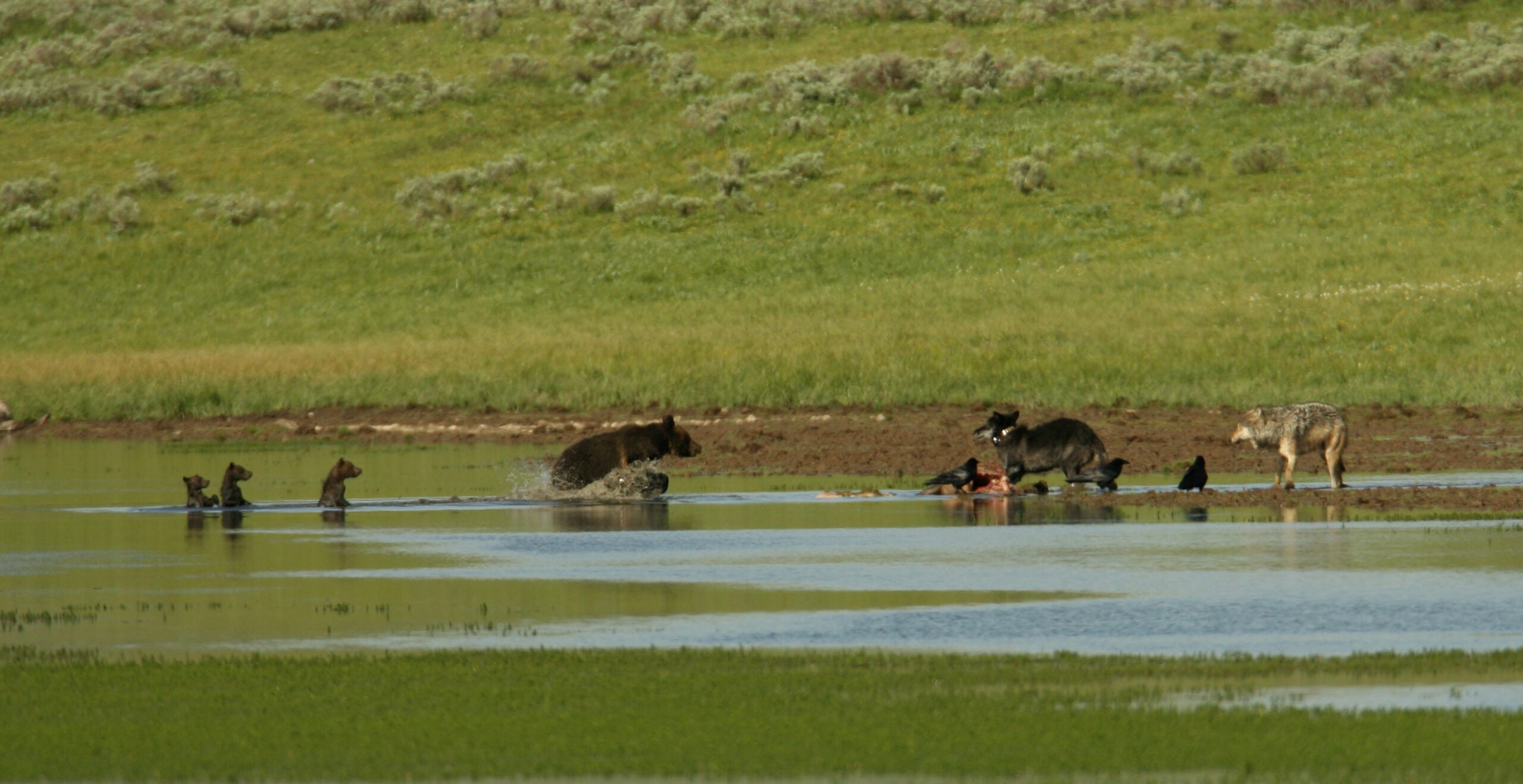 Grizzly planting and three cubs with two wolves on carcass at Alum Creek;