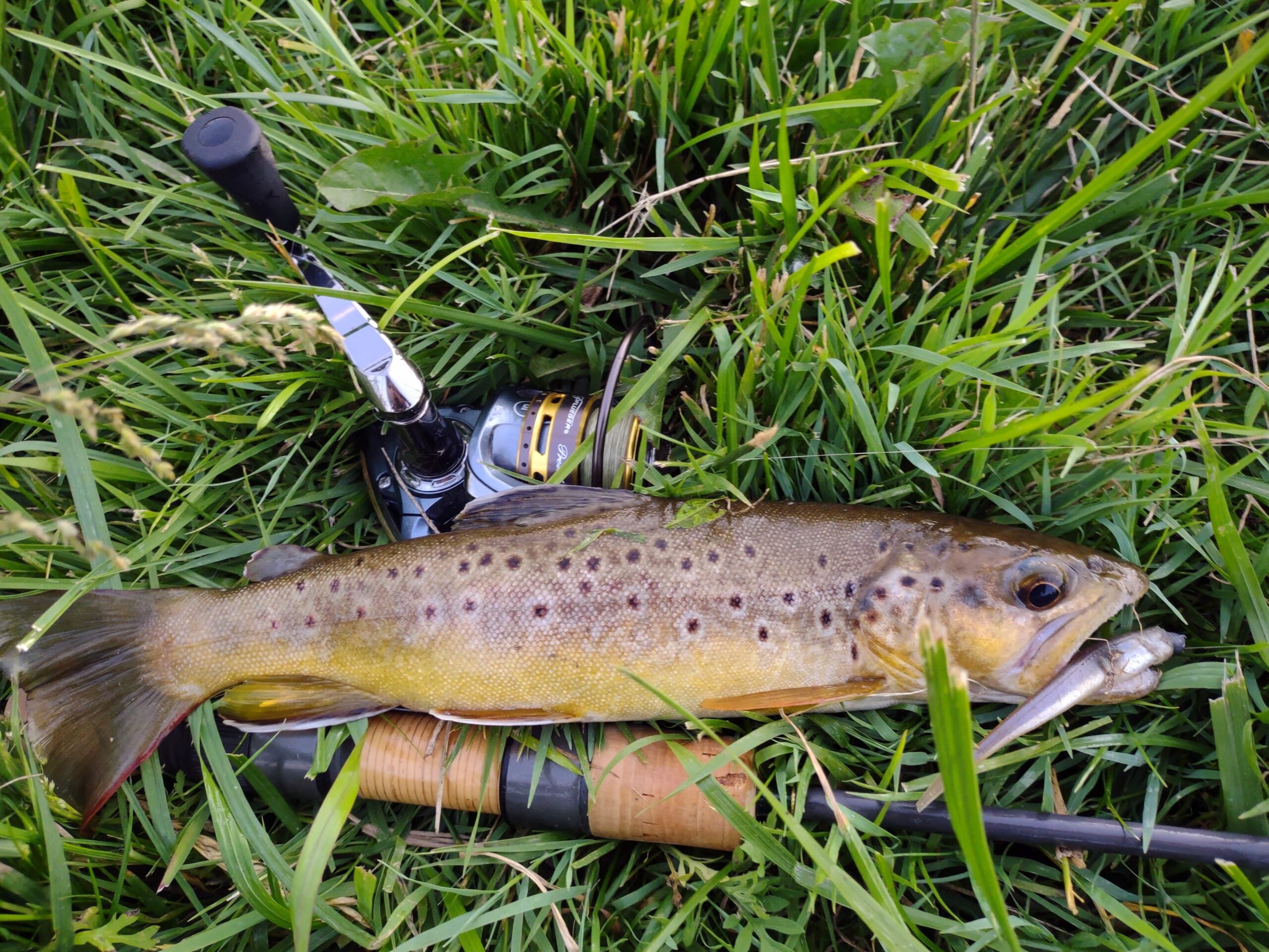 photo of brown trout