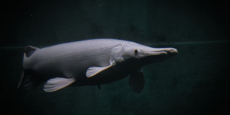Don’t Think an Alligator Gar Will Bite You? Ask This Woman in Texas