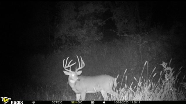 trail-cam picture of whitetail buck